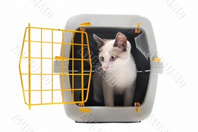 kitten in pet carrier