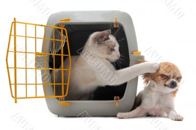 kitten in pet carrier and chihuahua