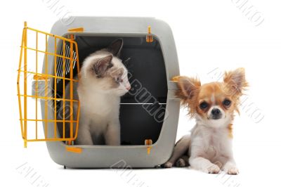 kitten in pet carrier and chihuahua