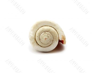 Seashell isolated on white Seashell isolated on white