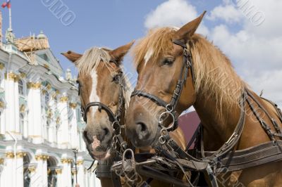 St petersburg horse