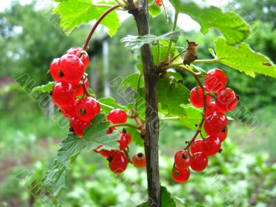 the redcurrant