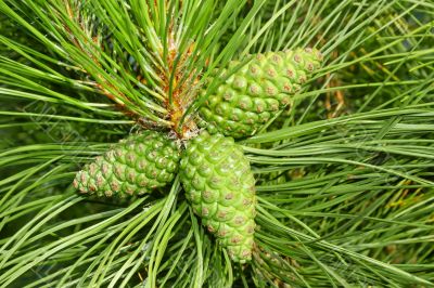 Green cones of pine