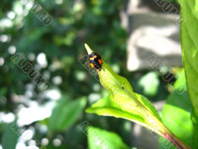 the little ladybug