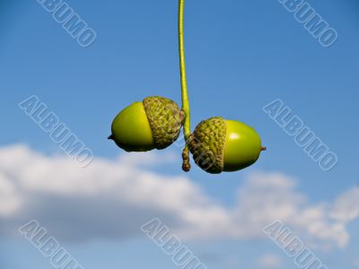 acorns