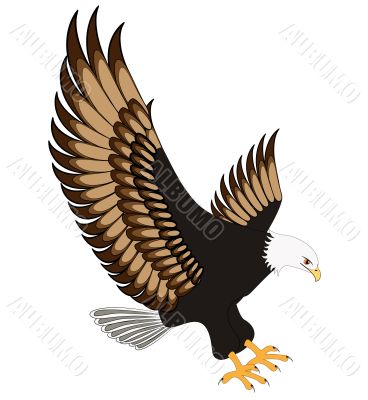 flying eagle insulated on white background