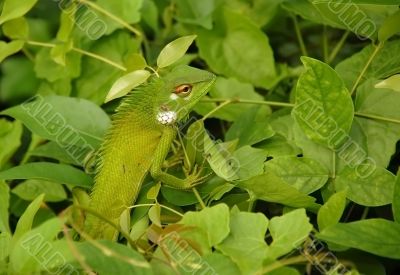 Variable Lizard In The Green Background