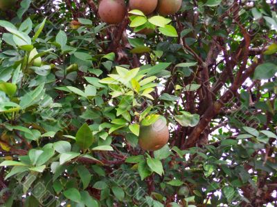 Citrus tree and fruit
