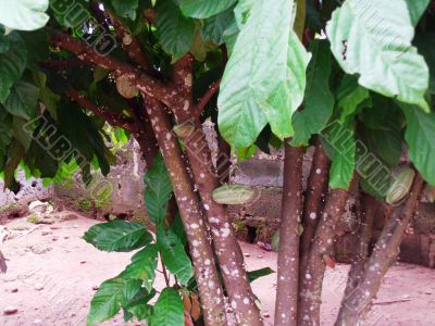 cocoa tree and pods