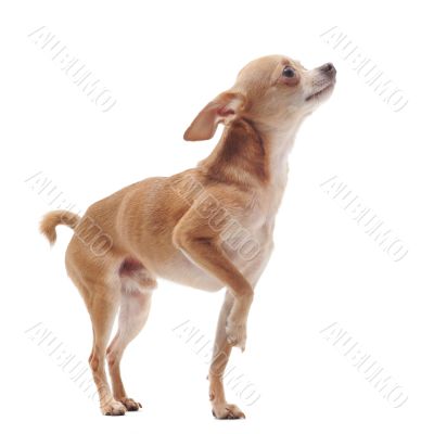 short hair chihuahua short hair chihuahua