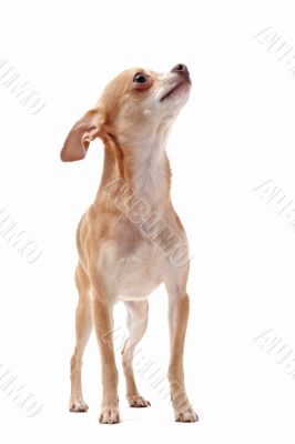 short hair chihuahua short hair chihuahua
