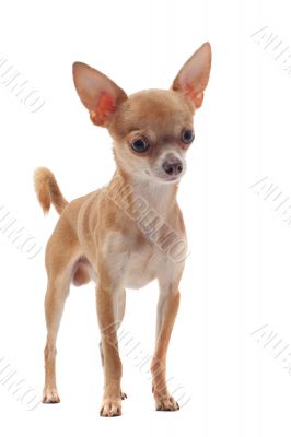 short hair chihuahua short hair chihuahua