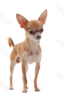 short hair chihuahua