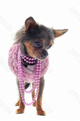 chihuahua with pearl collar