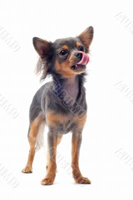 hungry chihuahua