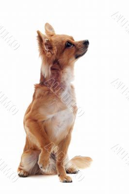 brown chihuahua brown chihuahua