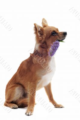 chihuahua and flower chihuahua and flower