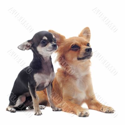 puppy and adult chihuahuas puppy and adult chihuahuas