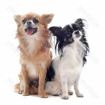 two chihuahuas two chihuahuas