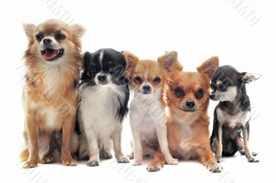 five chihuahuas five chihuahuas