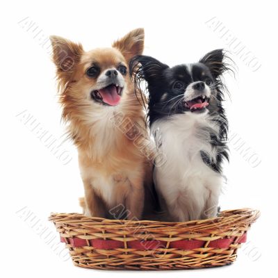 two chihuahuas two chihuahuas