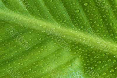 Leaf of cannaceae indica with water drops