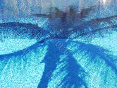 Palm Shadow in Swimming Pool