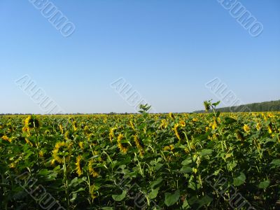 the field of sunflowers