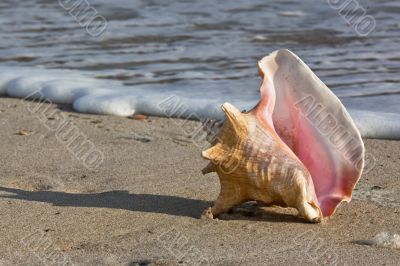 Conch Shell on the Shore