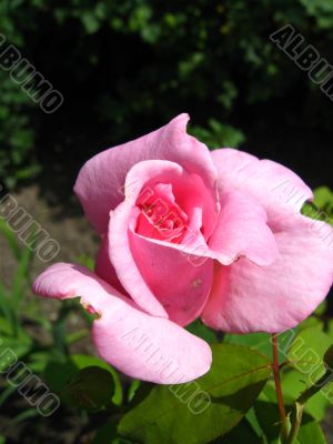 the pink rose