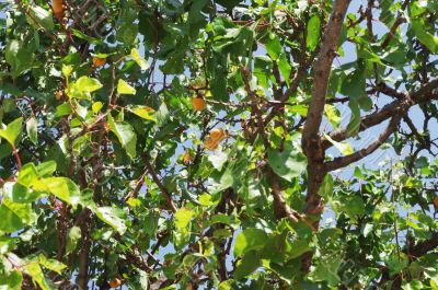 Tasty apricot on tree