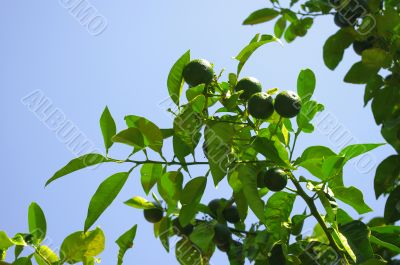 Fresh green citrus fruit on a tree