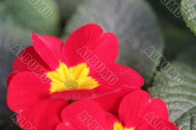 Red Flower