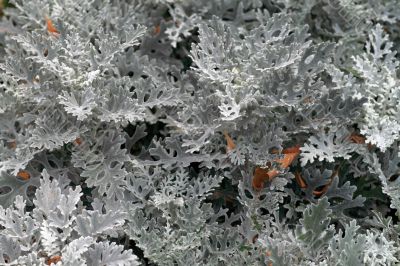 beautiful leaves of gray beautiful leaves of gray
