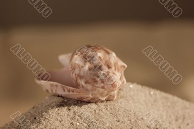 Empty cockleshell