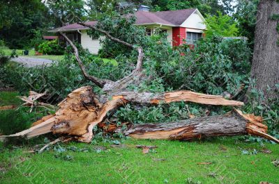 Large Oak Tree broken to Pieces
