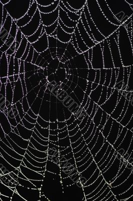 cobweb with glistening dewdrops