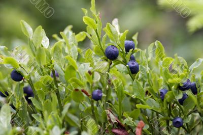 blueberry shrubs