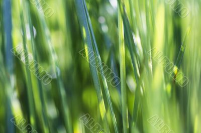 abstract grass