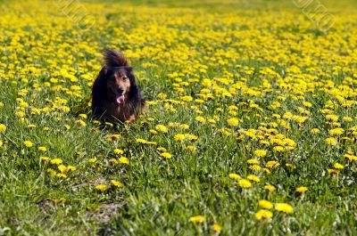 Dachshund on flowering meadow