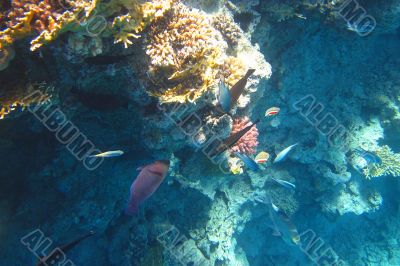 colorful fish in the sea