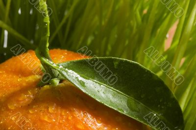 Orange Tangerine Orange Tangerine