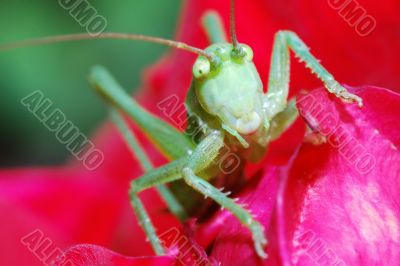 green grasshopper large