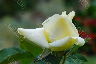 light yellow rose