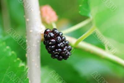 black mulberry black mulberry