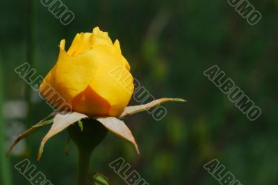 yellow rose