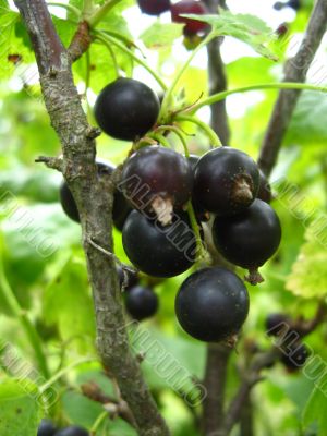 the blackcurrant