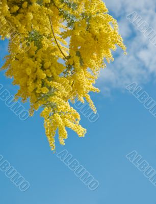 Australian acacia