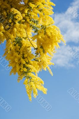 Australian acacia