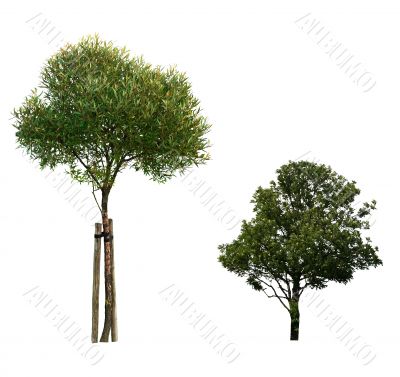 Tree isolated